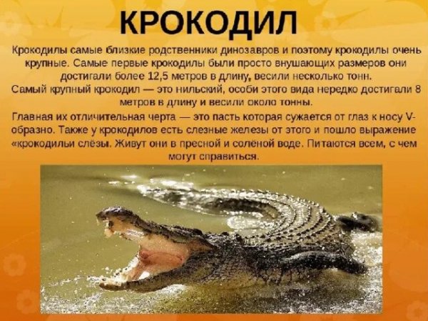 Крокодил