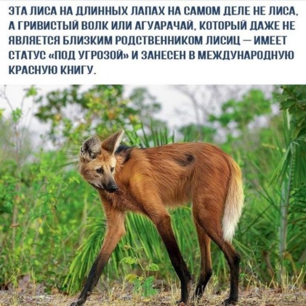 Гривистый волк