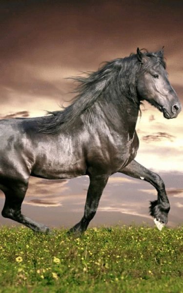 Horse 1