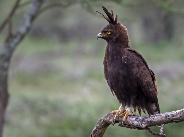 Гребенчатый орёл (лат. Lophaetus occipitalis)