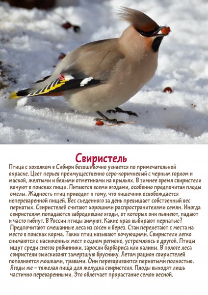 Свиристель