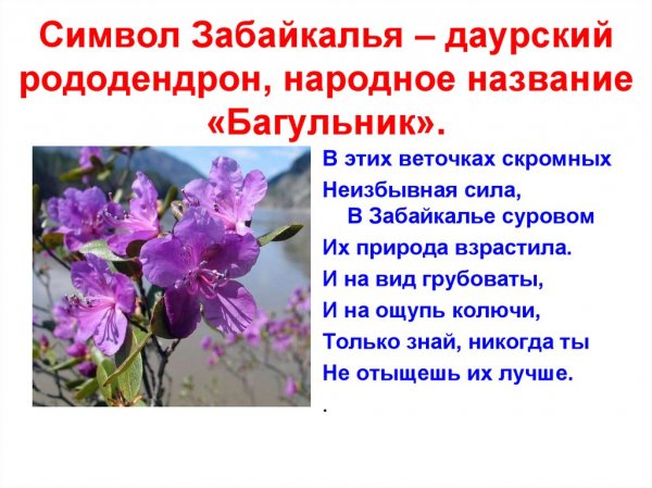 Даурский рододендрон