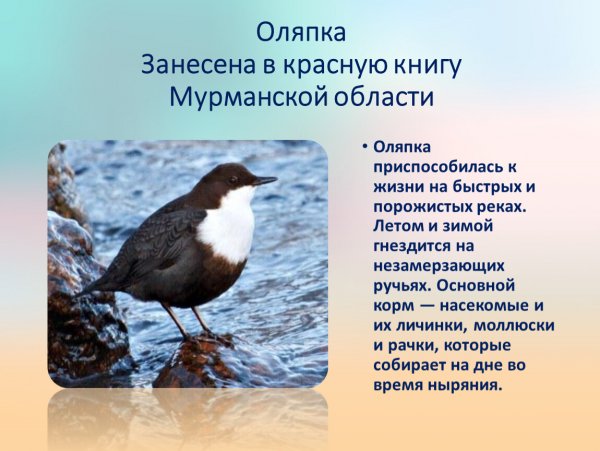Оляпка
