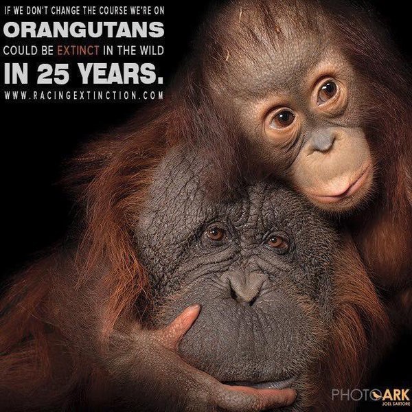 "Racing Extinction"