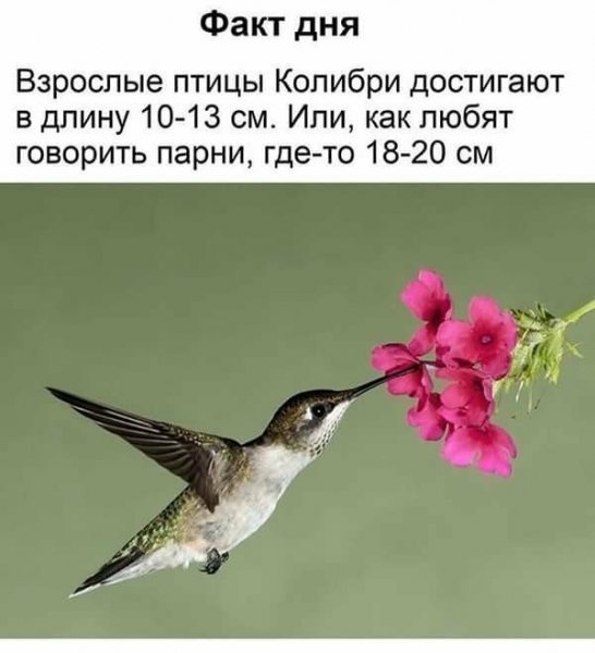 Факт дня