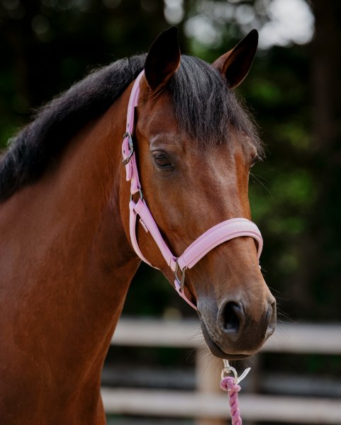 BEST HORSE