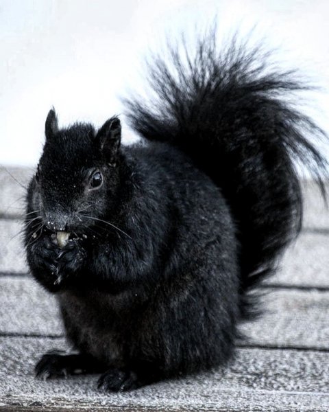 bmb.black image1595544593429
