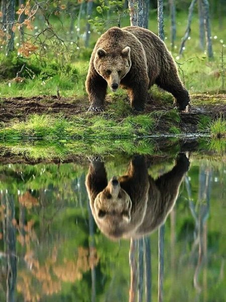 ПРИРОДА РОССИИ