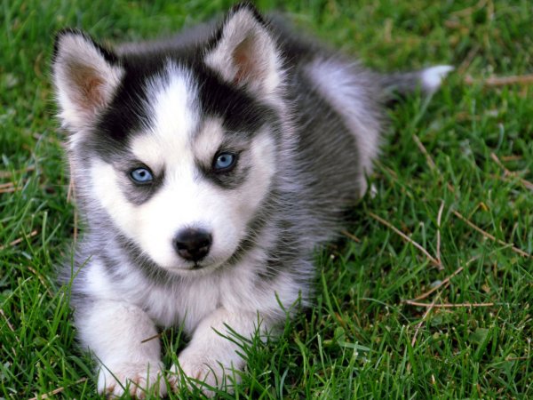 animals 34