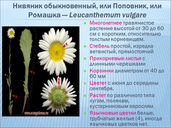 Нивяник обыкновенный