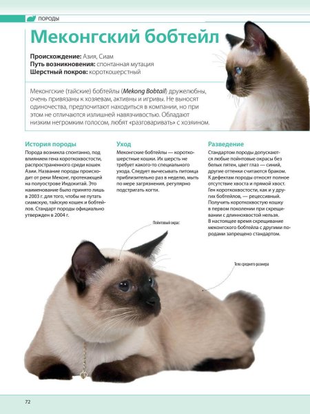 Меконгский бобтейл