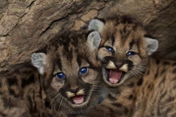 baby-mountain-lions-in-los-angeles-mountains-2
