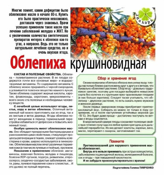 Облепиха грушевидная