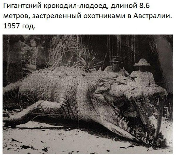 Крокодил