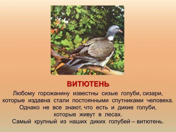 Витютень