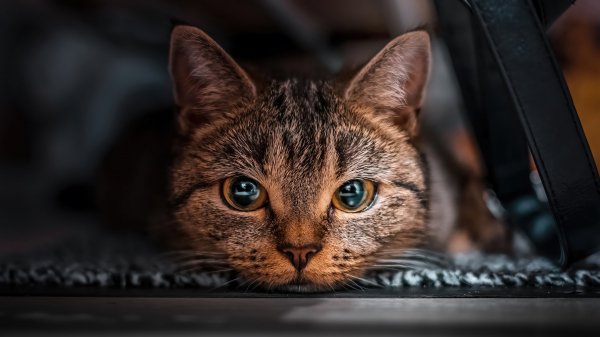 Cat-animals-4k 209@5@o