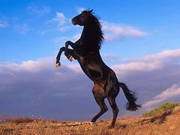 Лошадь