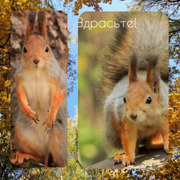 CollageMaker 20191027 021817005