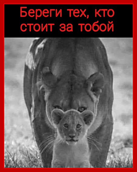 Береги СВОИХ
