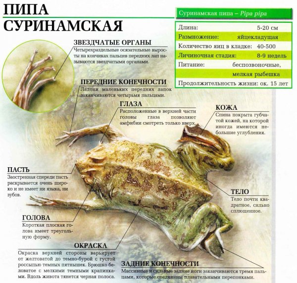 Пипа суринамская