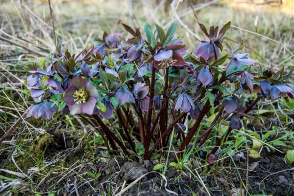 Purpurascens-helleborus