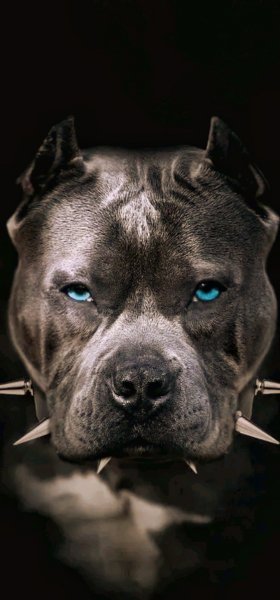 Pitbull
