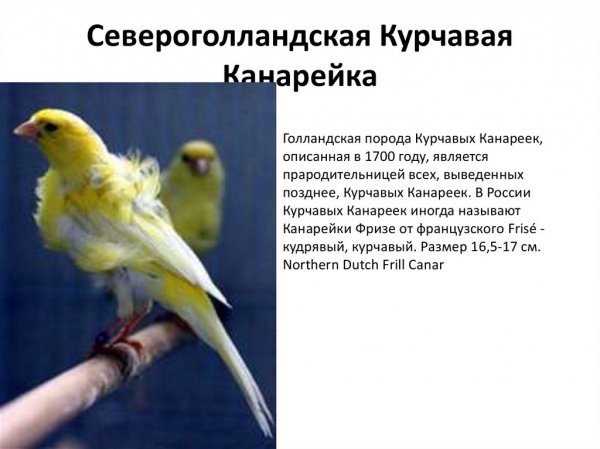 Курчавая канарейка