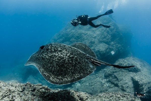 Racing Extinction