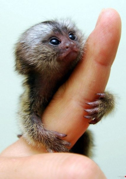 funny animals 01465 018