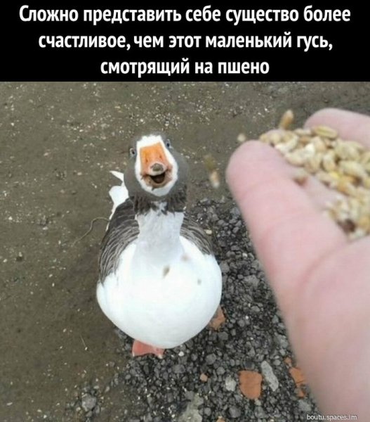 Гусь-