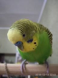 pics