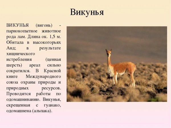 Викунья
