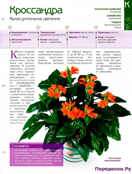 Кроссандра
