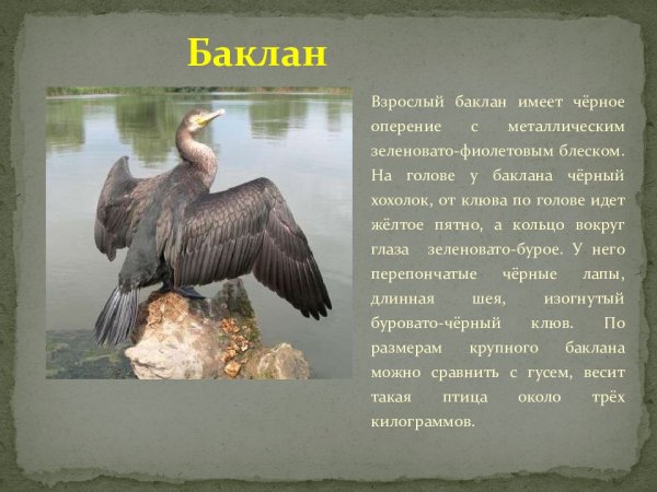 Баклан
