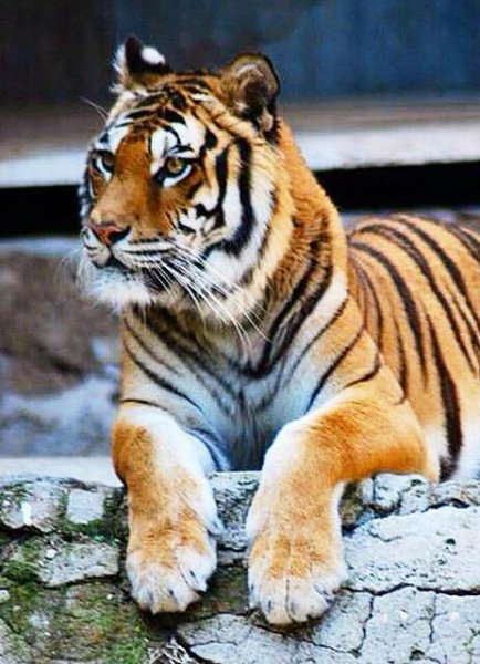 Tigr 5-spcs-1