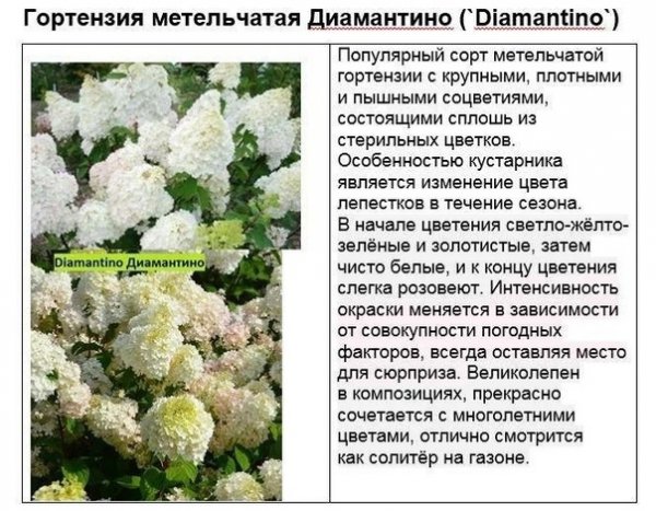 Диамантино