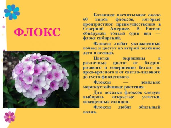 Флокс