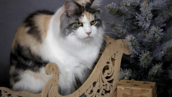 Animals-pibig-info-p-ispanskii-kot-zhivotnie-vkontakte-61