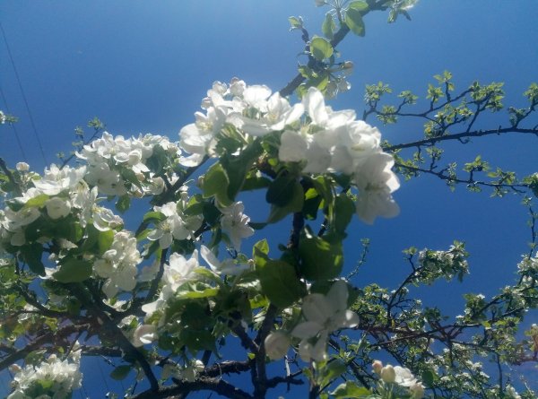 Apple Trees 7