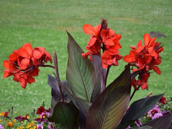 Canna-cvetok