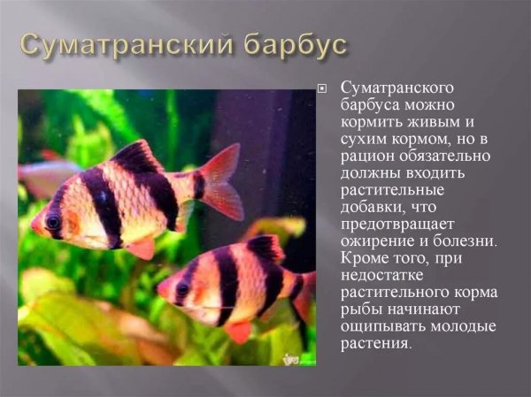 Суматранский барбус