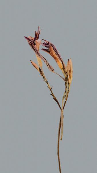 FlowerTexture009