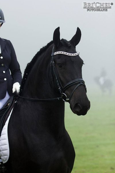 Horses sports love!