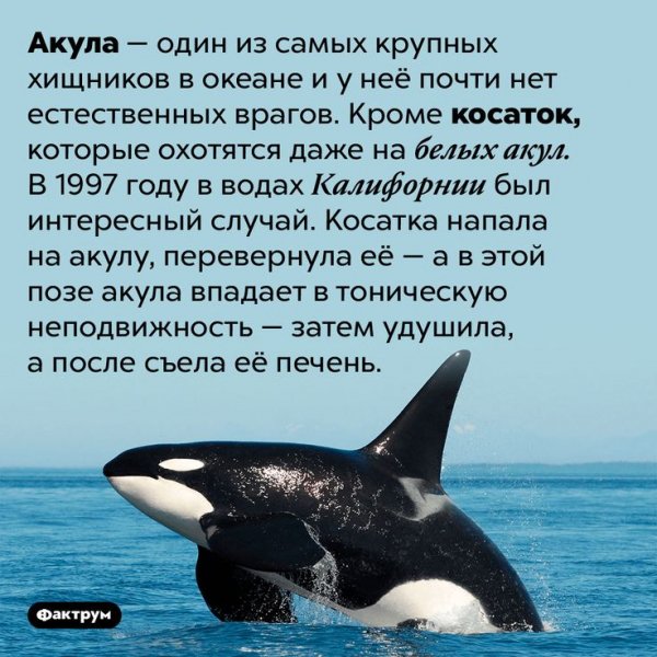 Акула