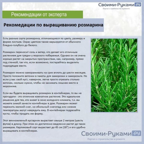 Розмарин
