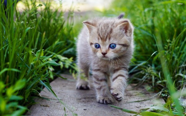 cute-baby-cats-wallpaper