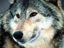 images (11)