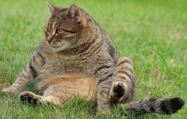 Animals-pibig-info-p-ispanskii-kot-zhivotnie-vkontakte-62