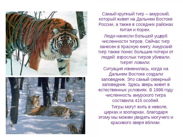 Амурский тигр