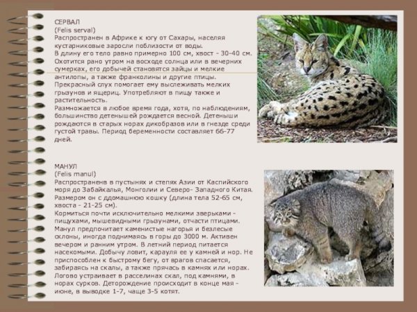 Кошки. Дикие кошки